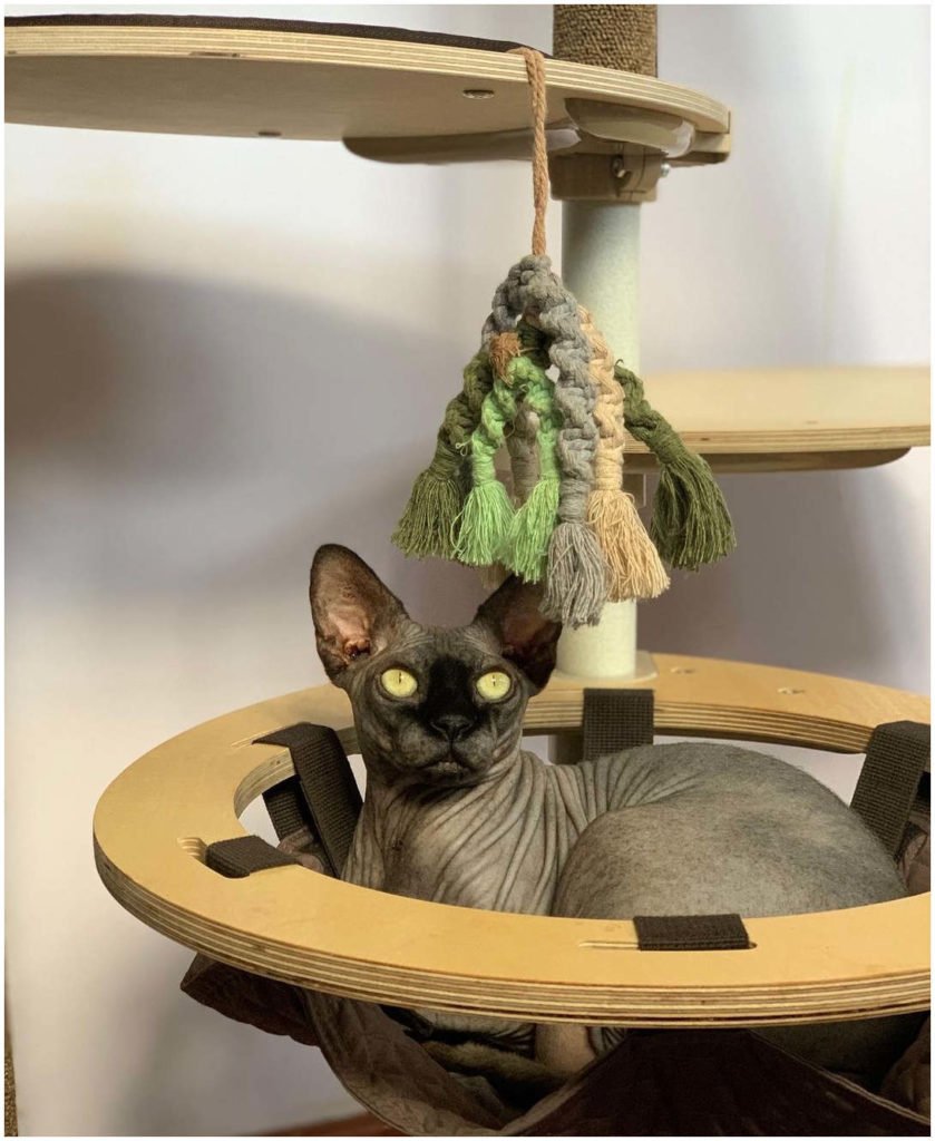 Long lasting cat furniture Australia