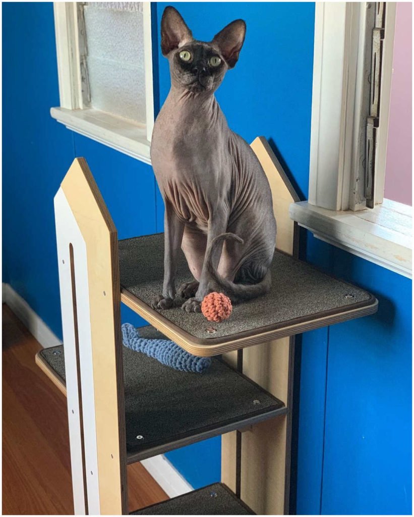 Do sphynx shop cats scratch furniture