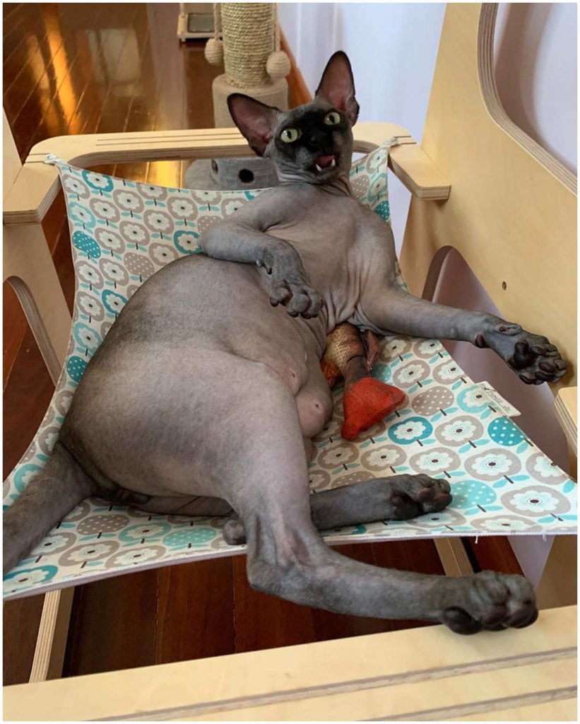 sphynx cat Australia