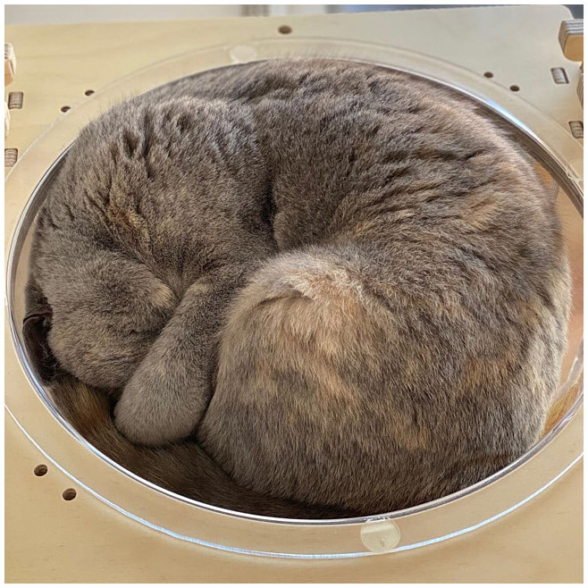 Modern Cat Furniture Australia