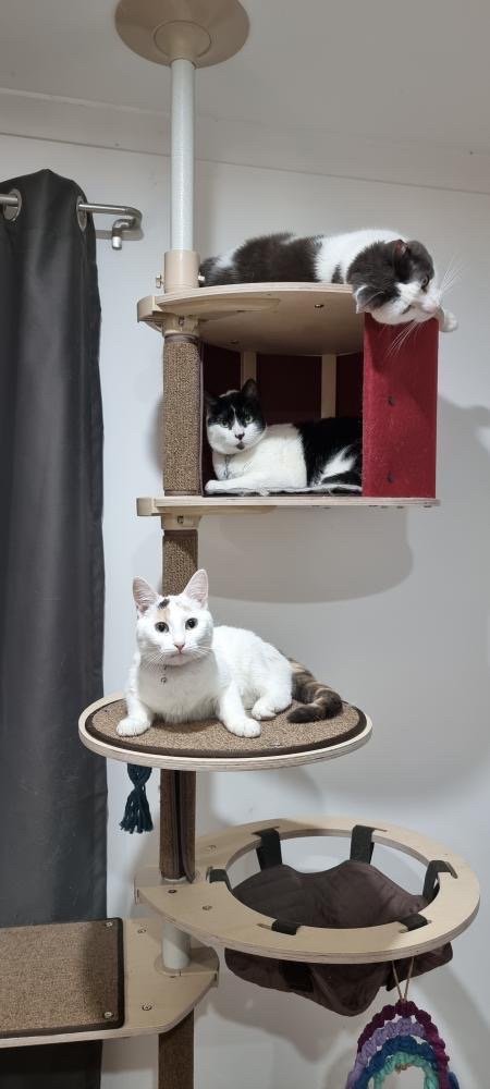 Multi-Cat Households, Housing Multiple Cats