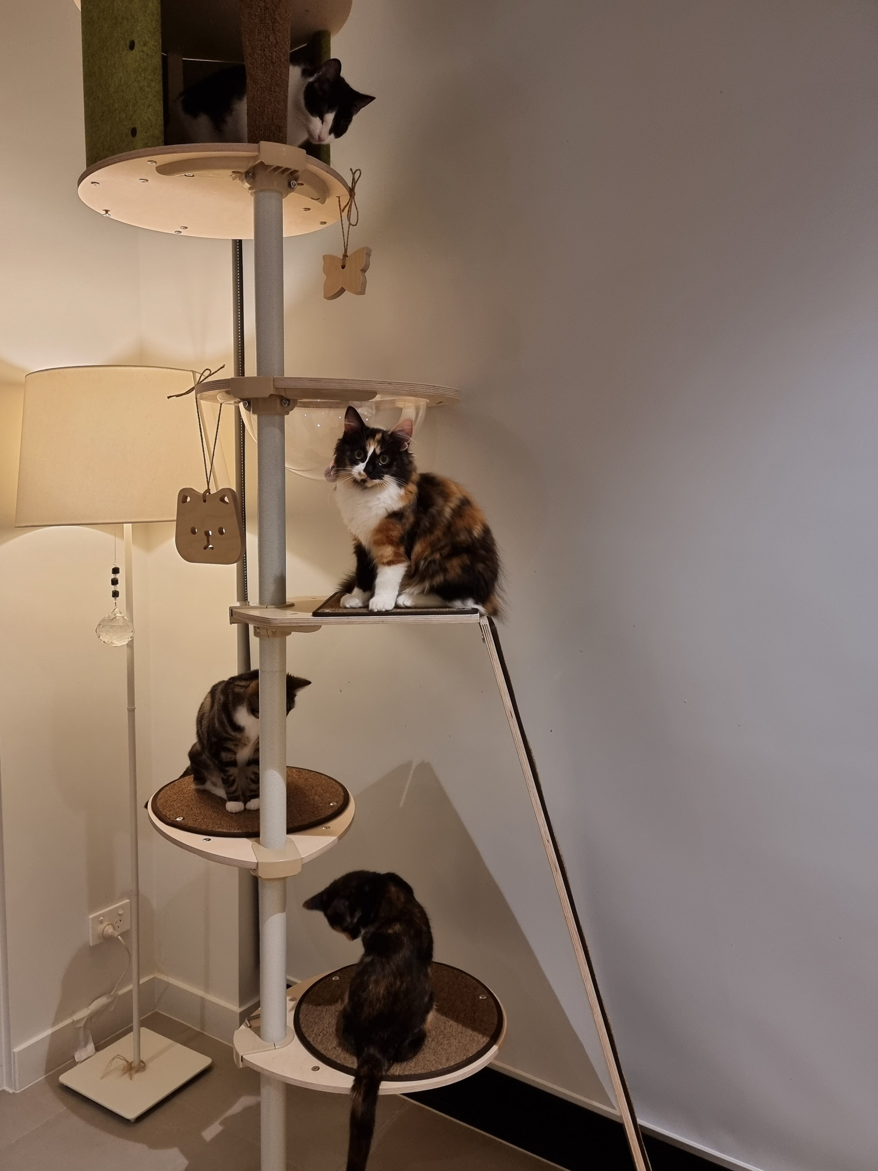Cat furniture for multi-cat household