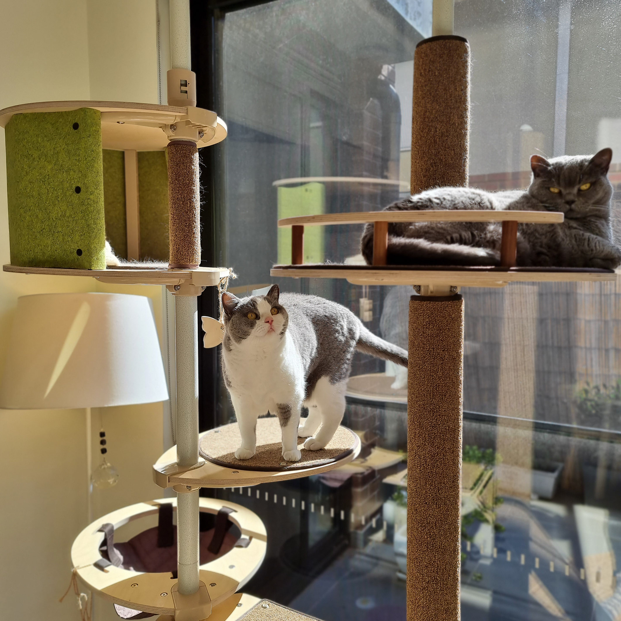 Cat furniture for multi-cat household