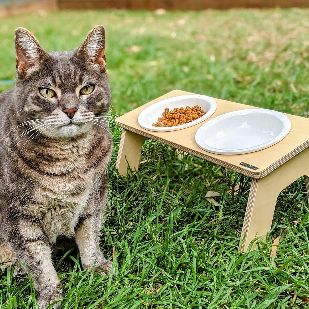 Cat Food Table