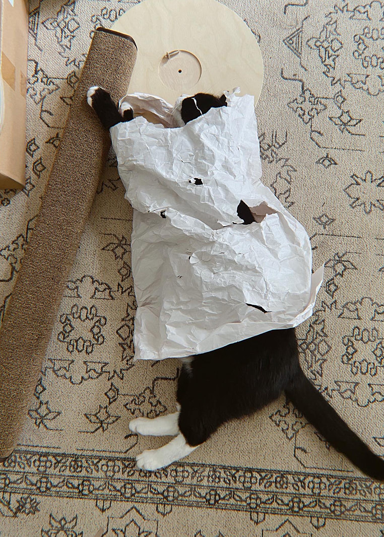 cardboard cat scratcher