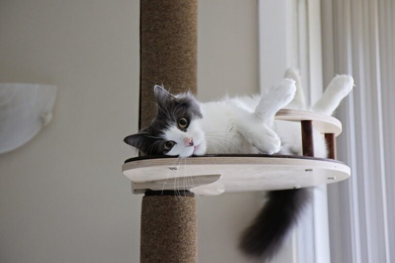 Purrfect Pens Canberra and Woods for Cats