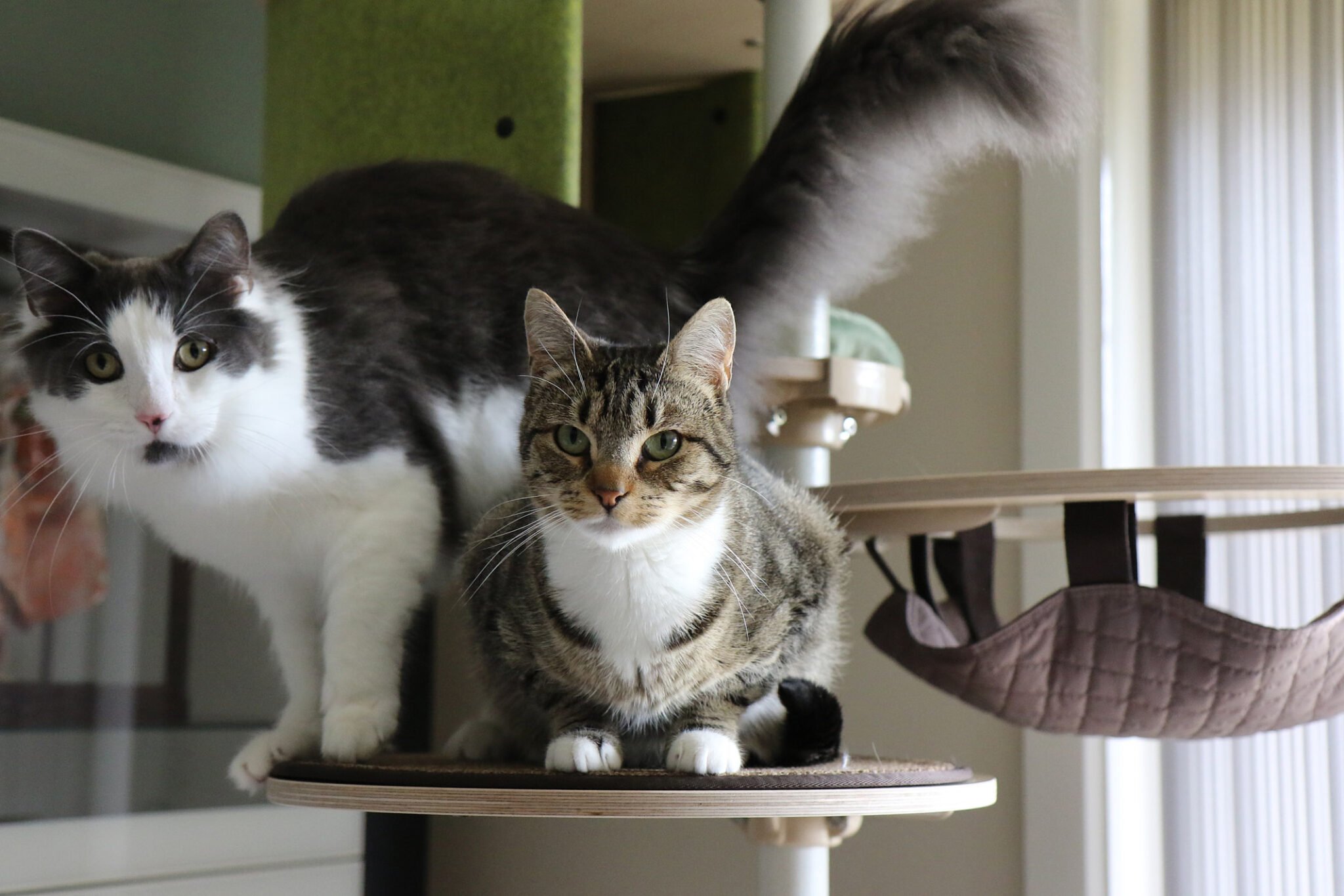 Purrfect Pens Canberra and Woods for Cats