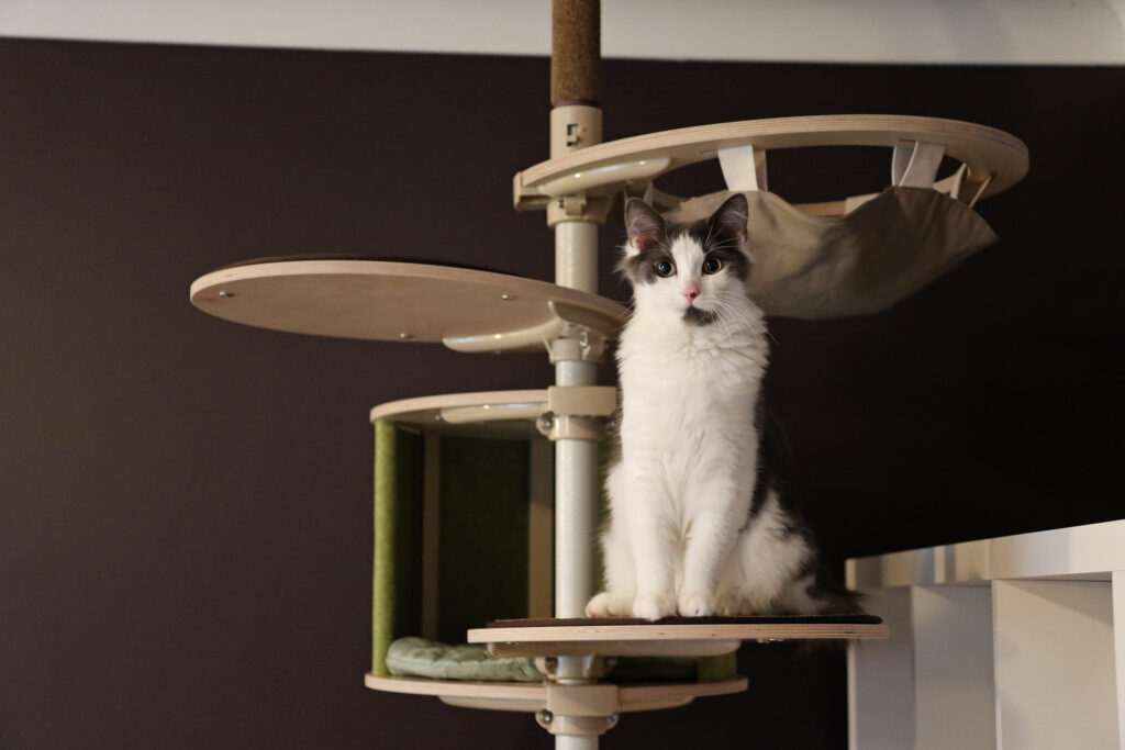Compact Cat Tree for Apartments Australia