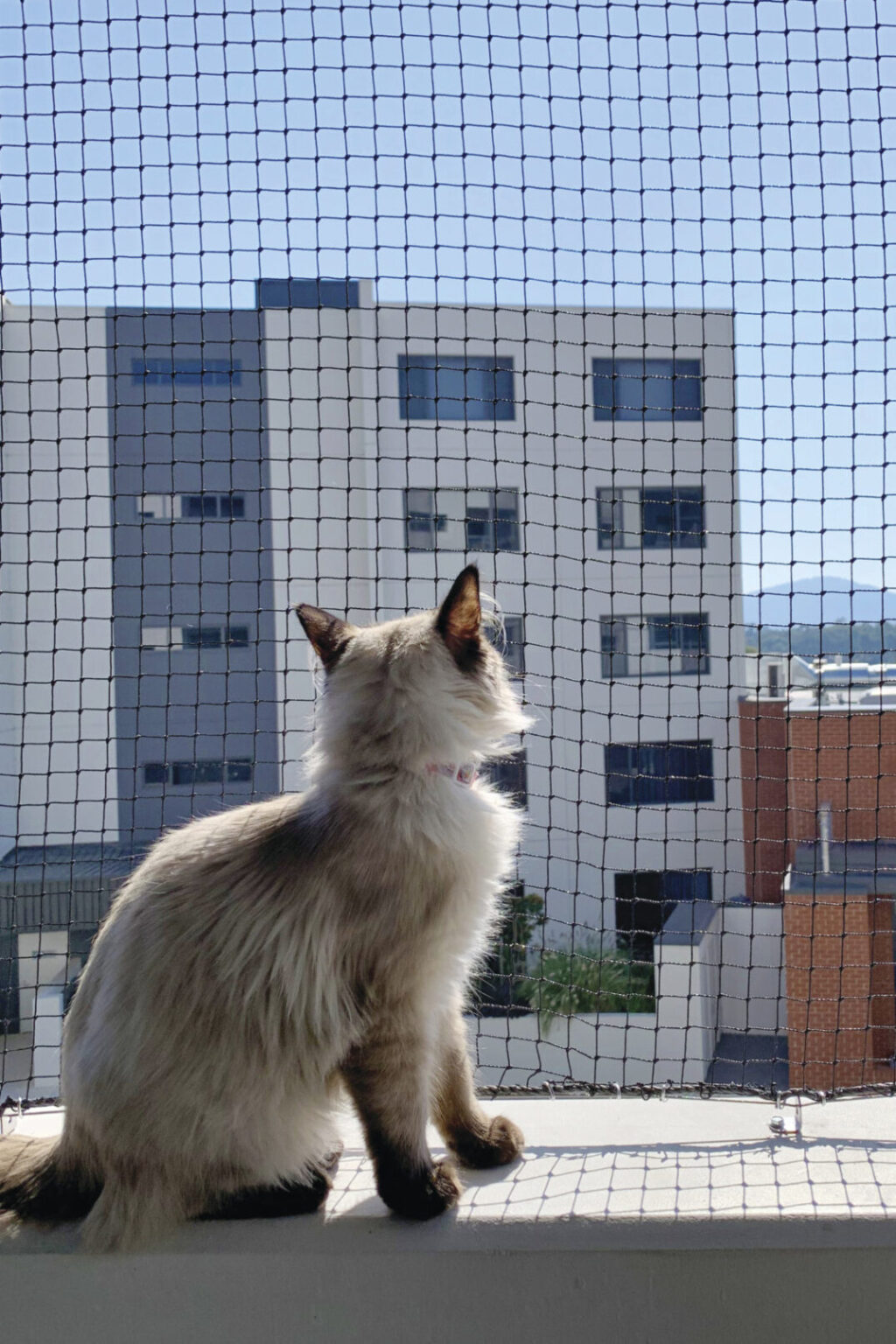 Purrfect Pens Canberra and Woods for Cats