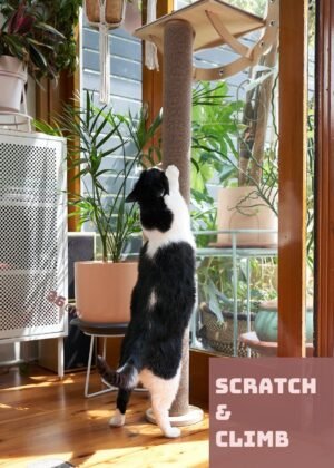 Window Cat Step Australia