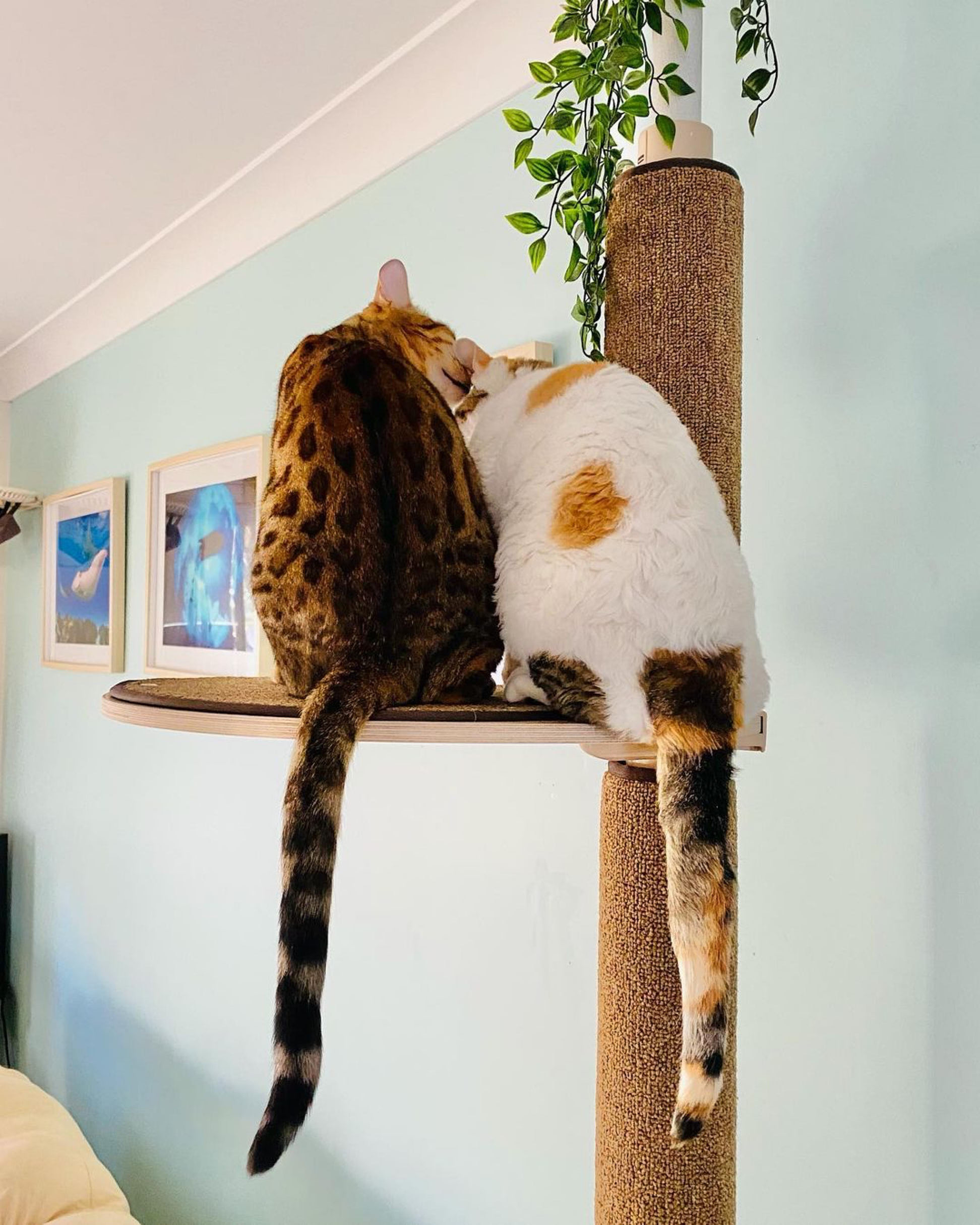 Compact cat trees for a multi-cat household Australia