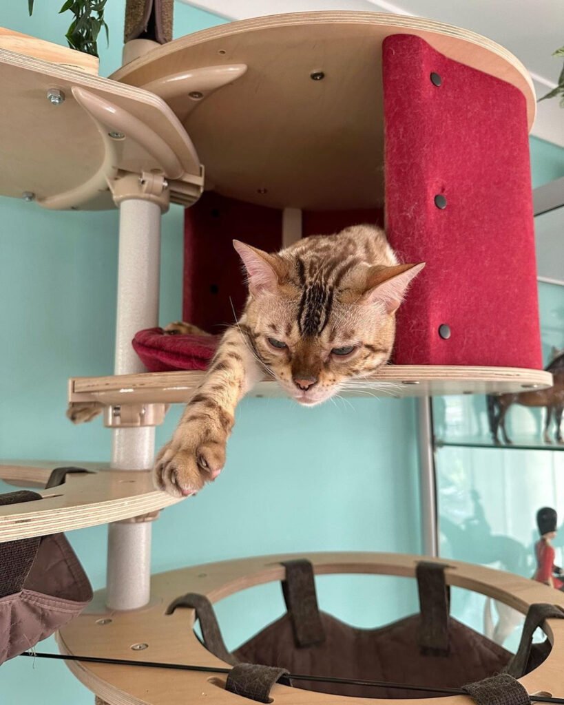 Compact cat trees for a multi-cat household