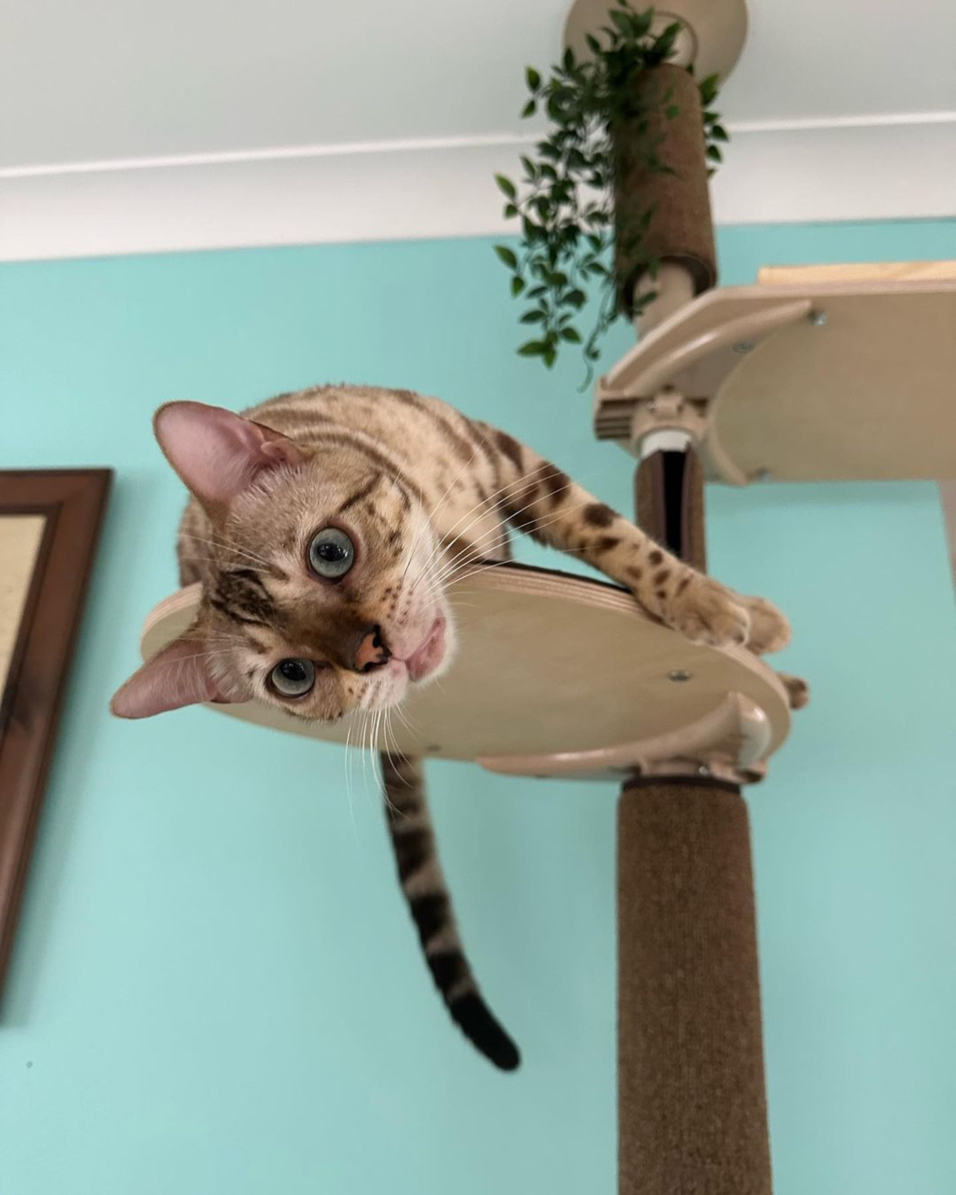 Compact cat trees for a multi-cat household