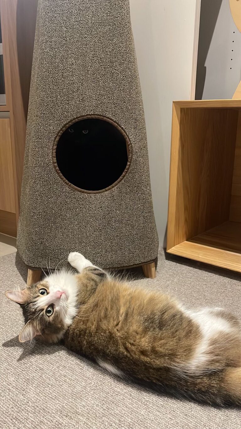 It started with looking for a safer and sturdier alternative to Amy's