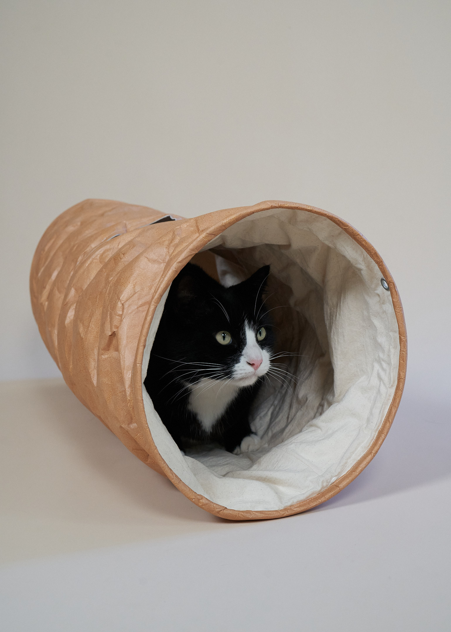Cat playing in cat tunnel by woods for cats Australia.