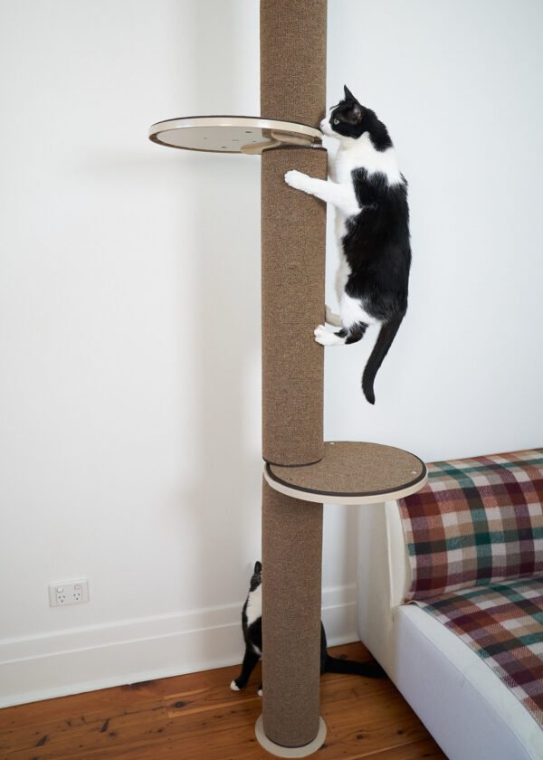Tok Tok Cat Pole Dancer 2